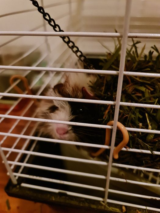 Świnka morska rozetka samica 2 miesiące