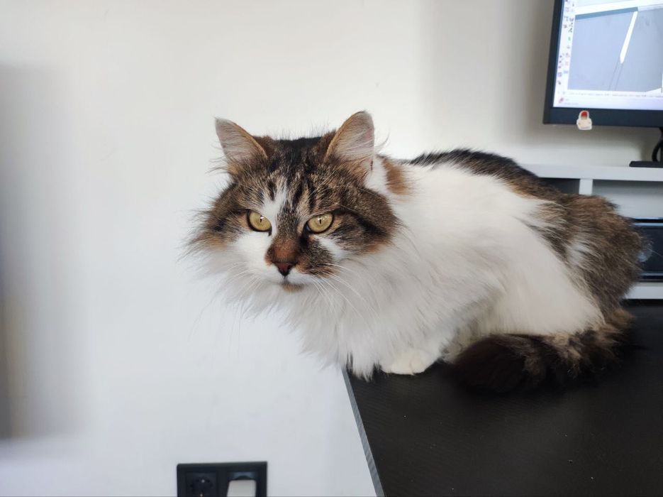 Знайшли стерилізовану кицю