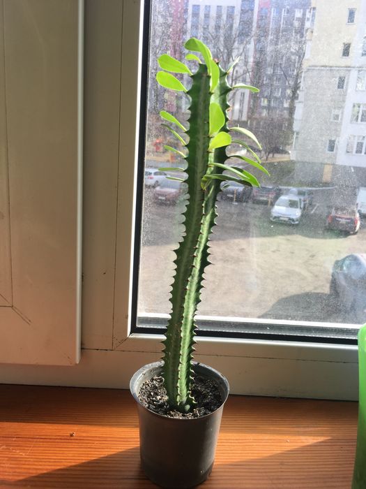 Квіти, вазони, кімнатні рослини.