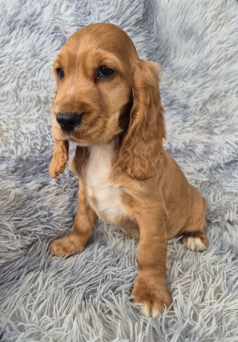 Cocker spaniel piesek  Sonic