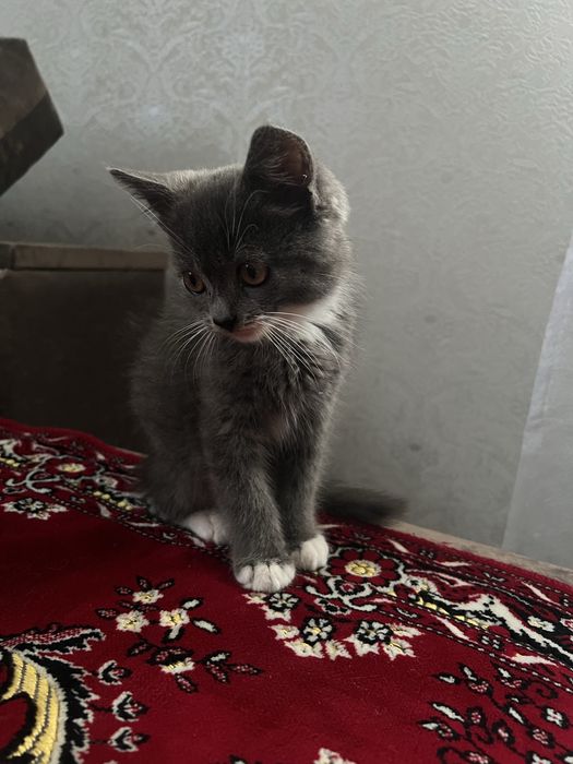 Кошеня в добрі руки (котик)