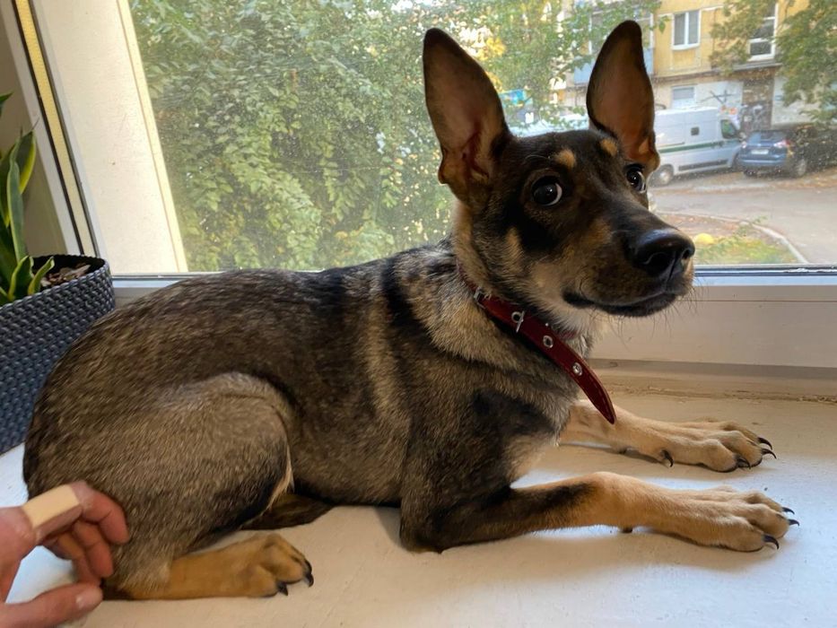 Дівчинка Кіра, 6-7 місяців