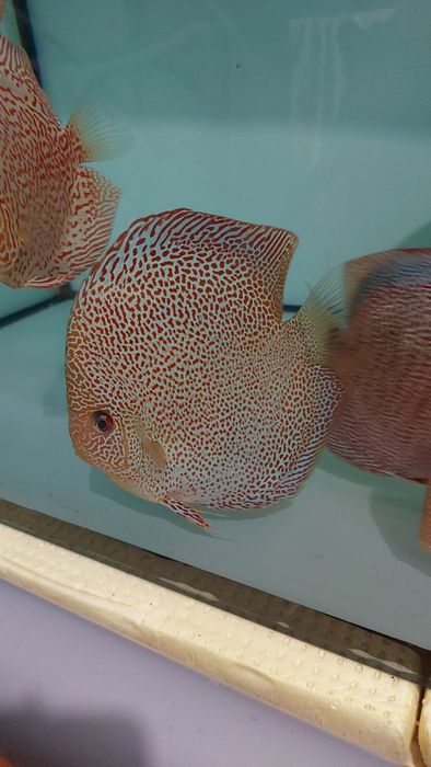 Продаж дискусів.Власного розведення,на міні розводні ДИСКУС-ІФ.