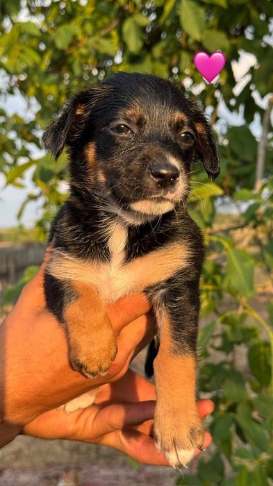 Цуценята(цуцики,щенята) дівчата