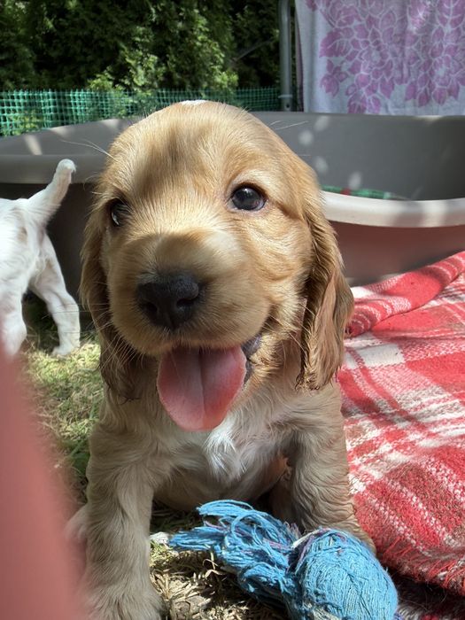 Cocker Spaniel Angielski