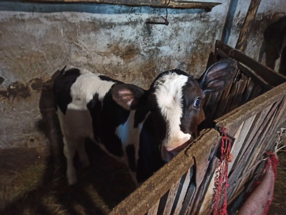 Теличка Голштин. Продається