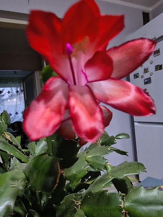 Grudnik Grudzień Kaktus Bożonarodzeniowy