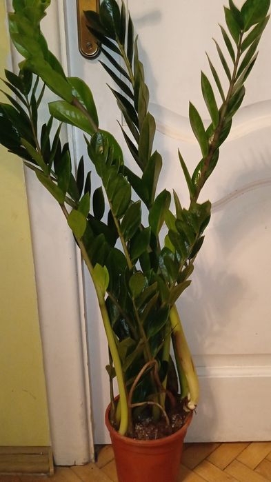 Заміокулькас 17 об'єм горщика 87 см сама рослина  садово кімнатна росл