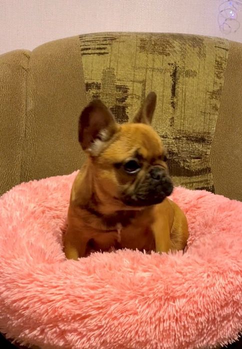 Французский бульдог,девочка  КСУ регистрациия.Насыщенного красного цв