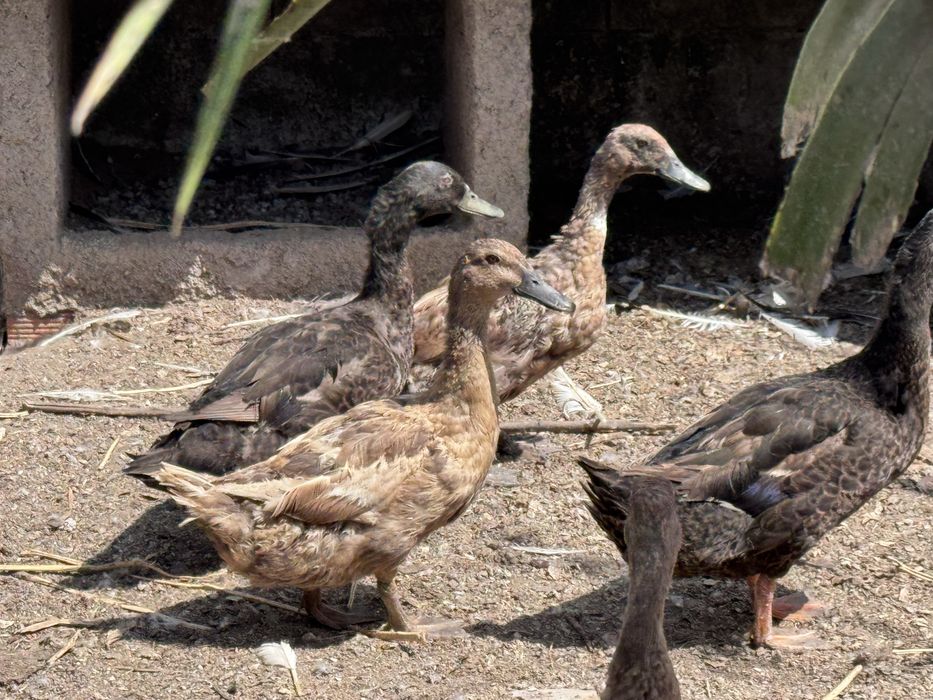 Patos disponiveis