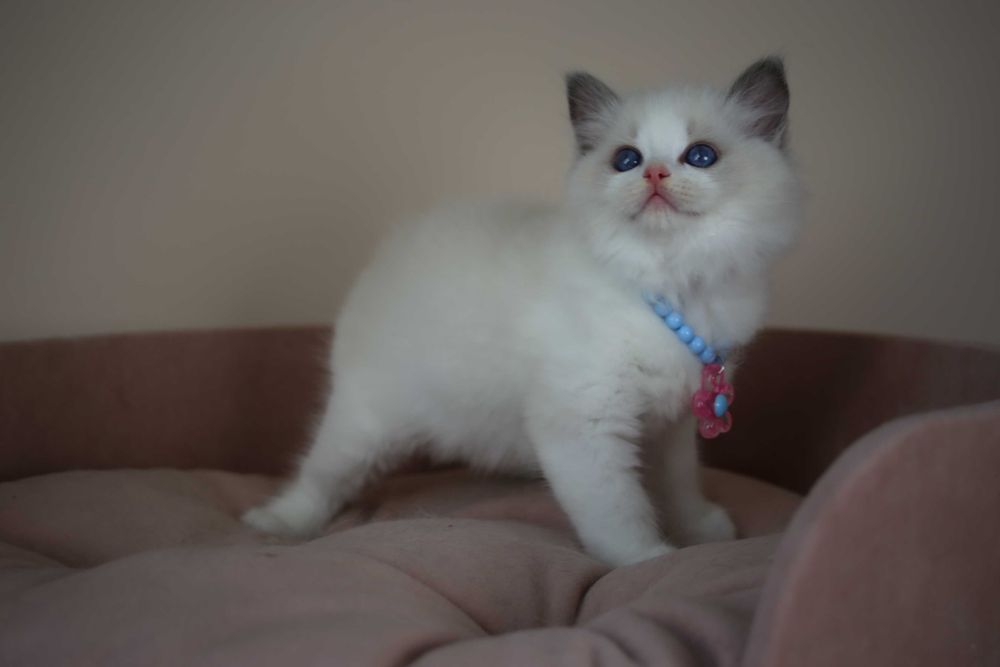 Ragdoll kocurek Wedel