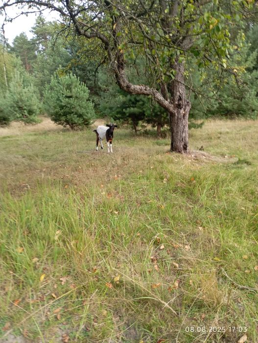 Реквинець лісове 38