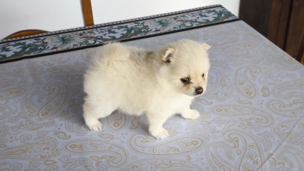 Spitz alemão lulu da Pomerânia fêmea (país com lop),entrego em todo  o país