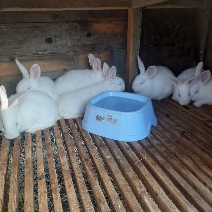 Кроли Бургундской породы и паноны