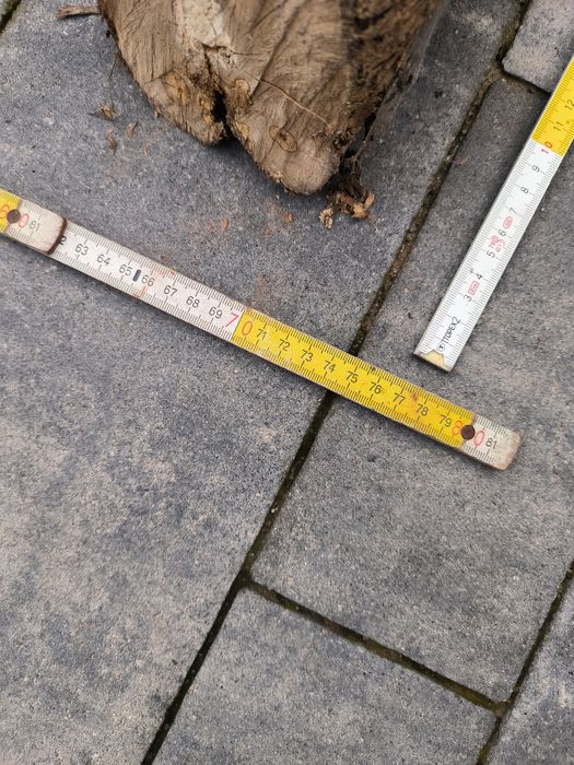 Sprzedam drewno lilaka, lilak pospolity, bez