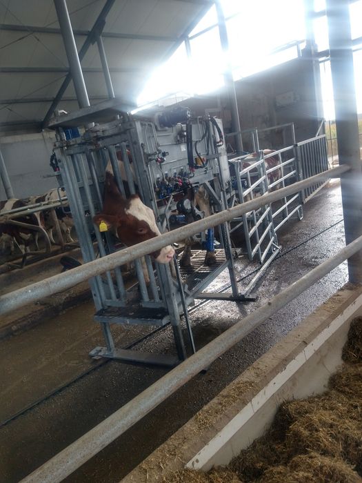 Korekcja racic u bydła