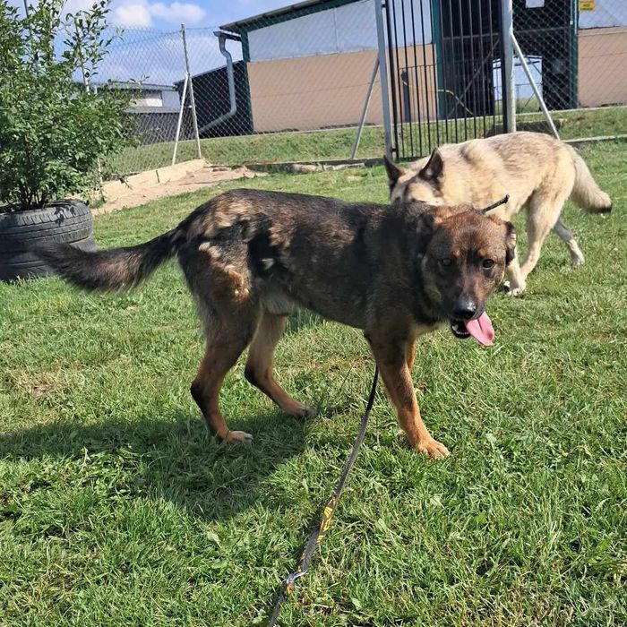 Do pilnej adopcji