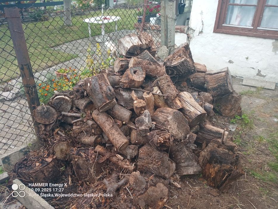 Oddam drzewo za darmo