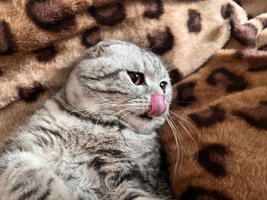 Вязка вислоухий шотландский кот