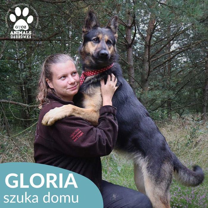 Gloria szuka domu !