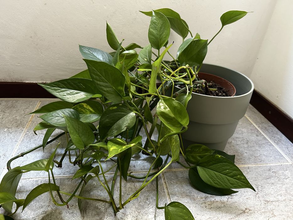 Potos colgante - 60 cm, com vaso cerámico