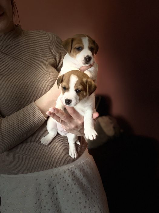 Малюки джеки