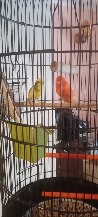 Kanarek samiec sprzedam