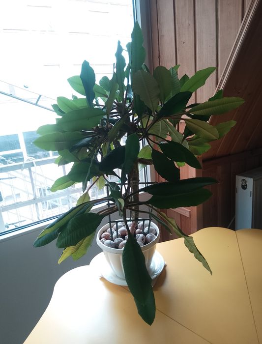 молочай біложильчастий (Euphorbia leuconeura).