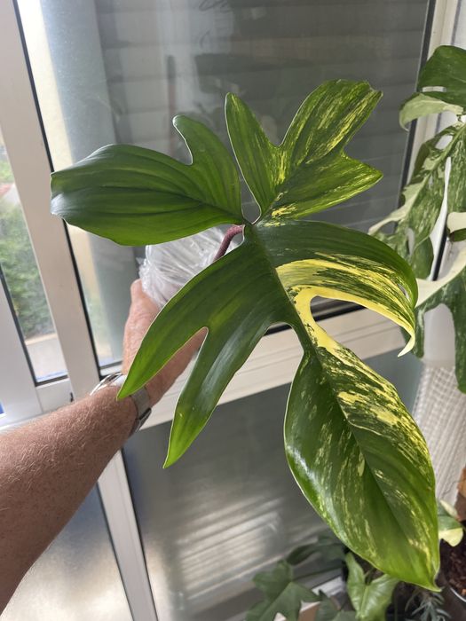 Philodendron florida beauty