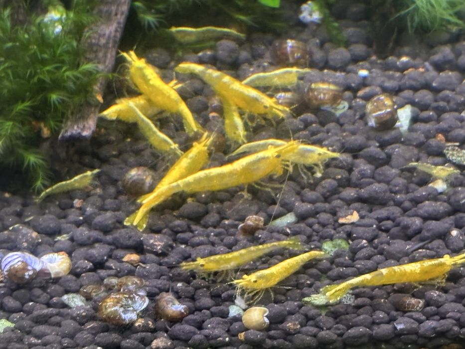 Camarões em São Marcos