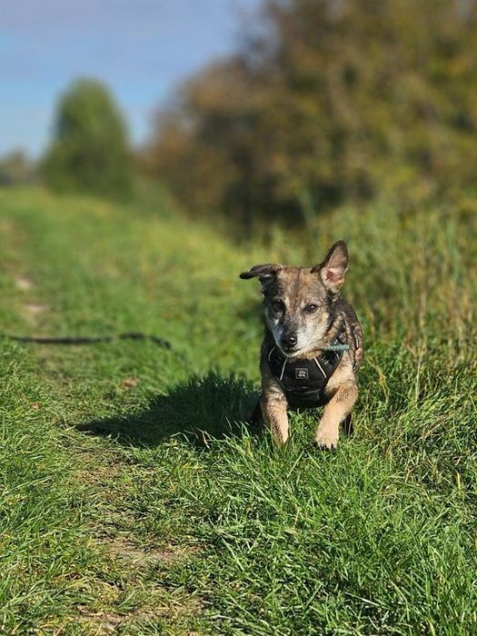Nemo – mały, łagodny piesek po przejściach szuka domu. Adopcja!