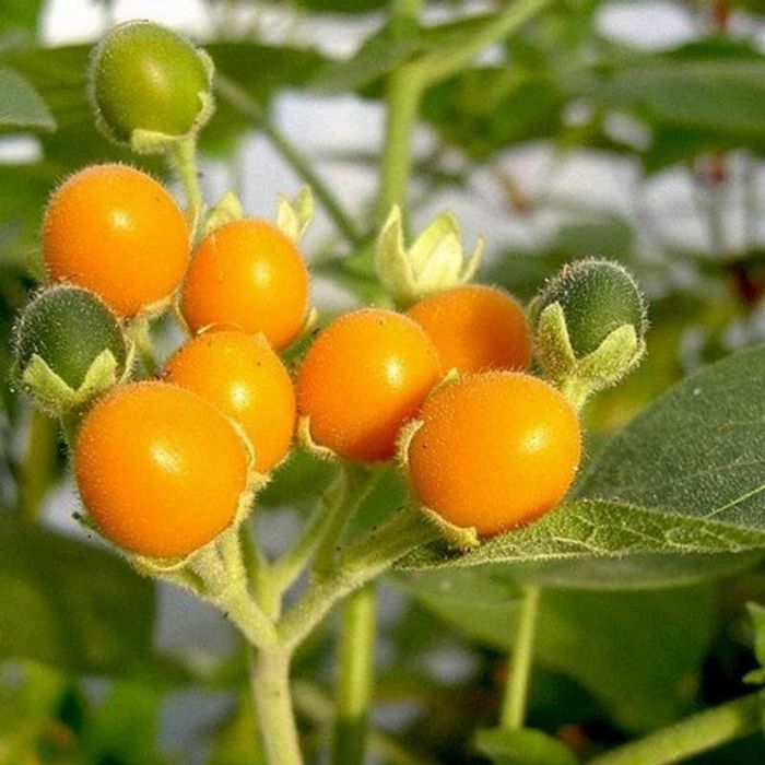20 Sementes Tamarilho Anão - Solanum abutiloides