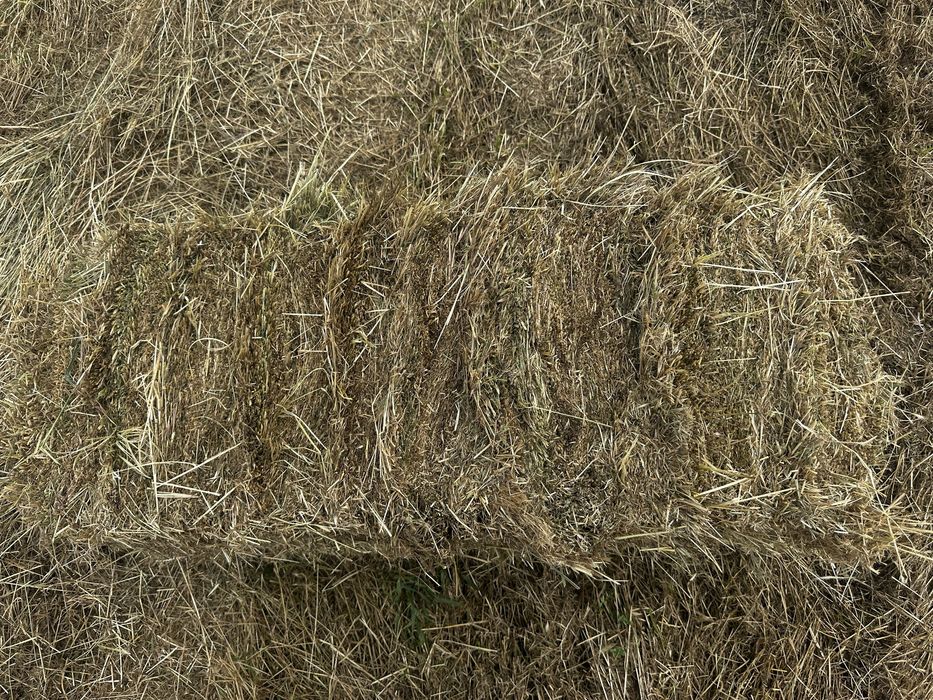 Продам сіно лугове гарне, Срочно