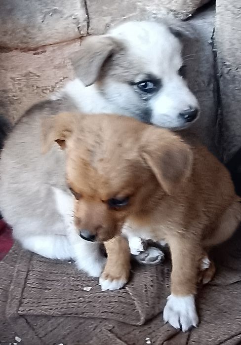 Цуценята шукають дім