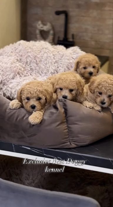 Карамельні мальтіпу.  VIP цуценята мальтіпу ф1