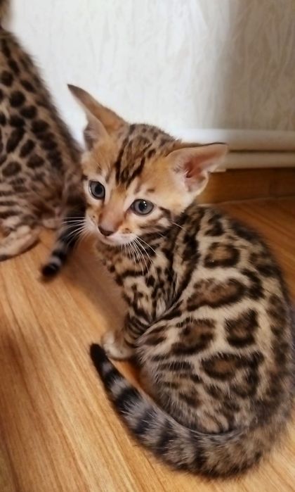 Чистокровні кошенята show class ben 24 WCF.Доставка по Україн