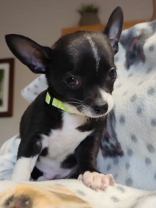 Chihuahua muito fofo