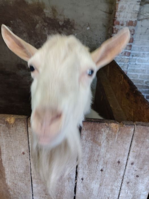 Sprzedam kozy i kozła