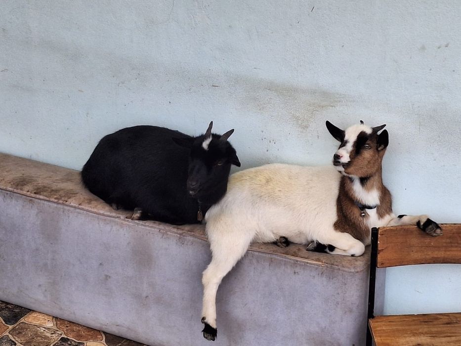 Dou 2 cabras anãs