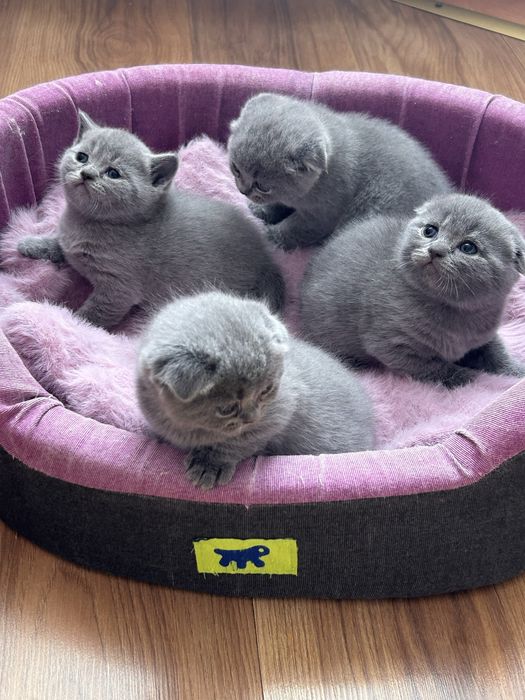 Шотландські кошенятка