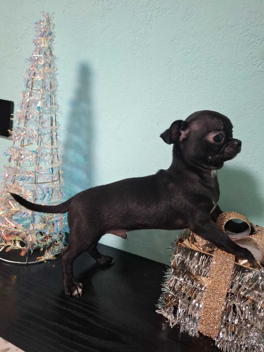 Szczeniak chihuahua klasy wystawowej gotowy do odbioru czarny Zorro.