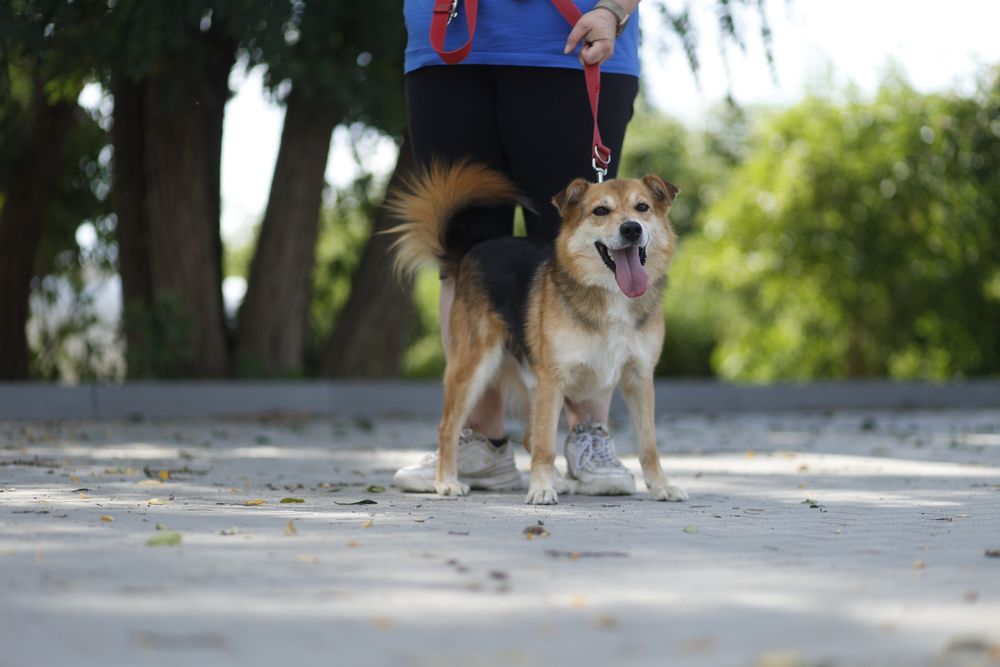 Tylko mnie kochaj - krzyczy Wiper!