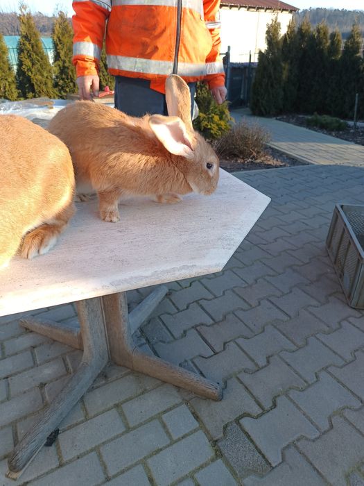 Sprzedam króliki olbrzyma belgijskiego