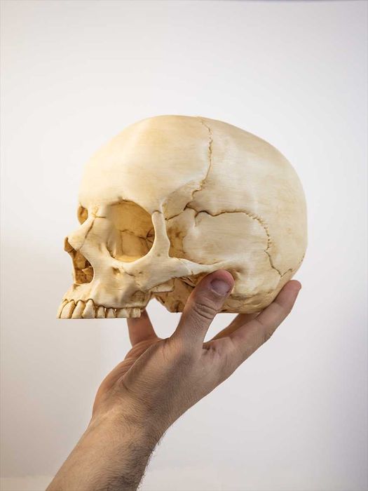 Crânio humano tamanho real -Impresso em 3D e pintado à mão - Halloween