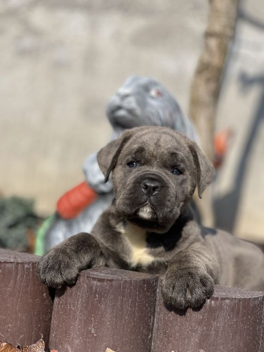 Маленькі кумочки щастя-Cane corso Italiano