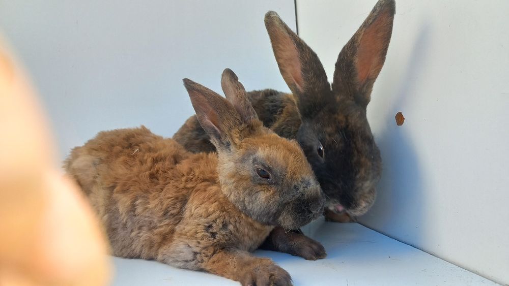 Króliki rex japoñski