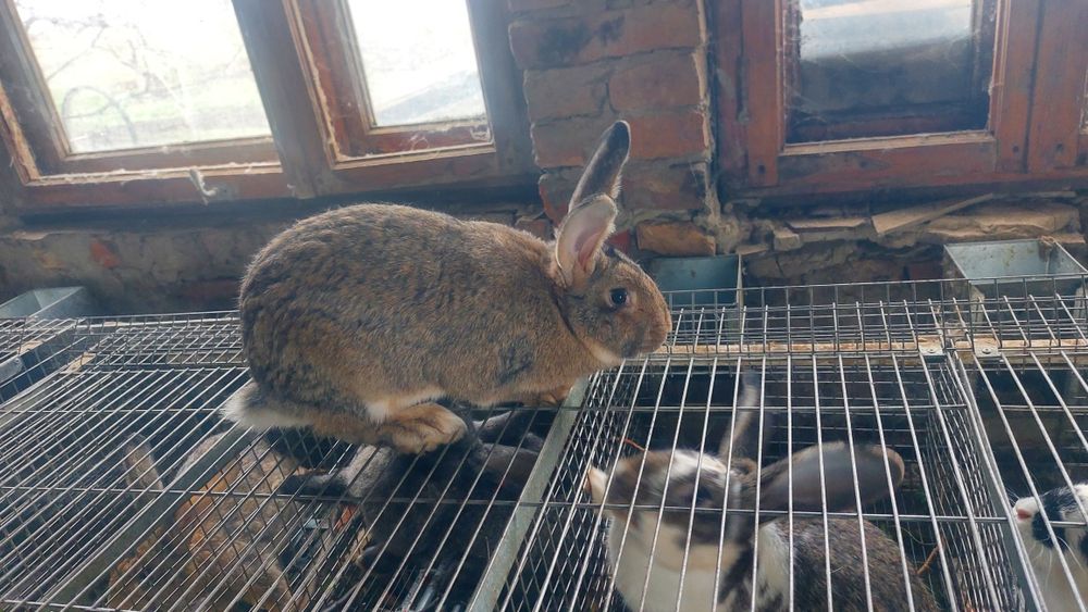 Кролики разного возраста