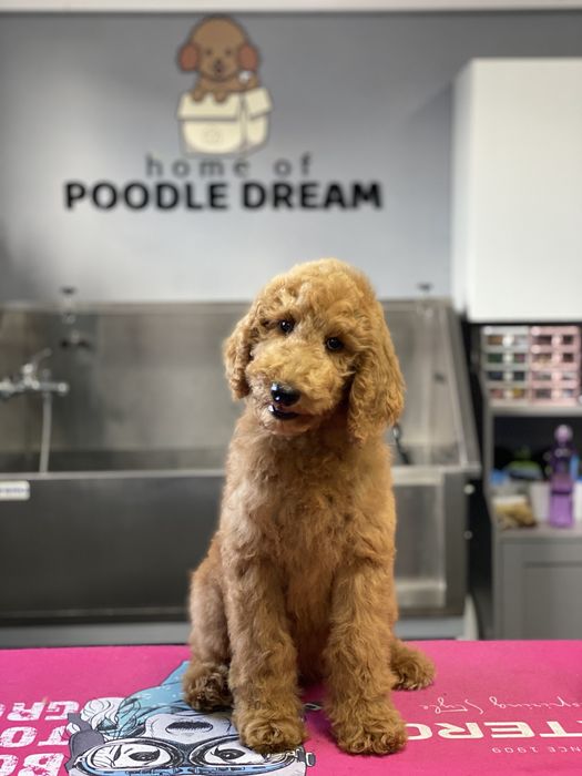 Imperdível!!! Preço especial por 1 semana!!! Linda bebê de Caniche/Poodle Standard procura novo dono!!!