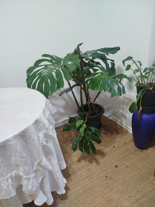 Monstera Deliciosa (Costela-de-Adão) Grande