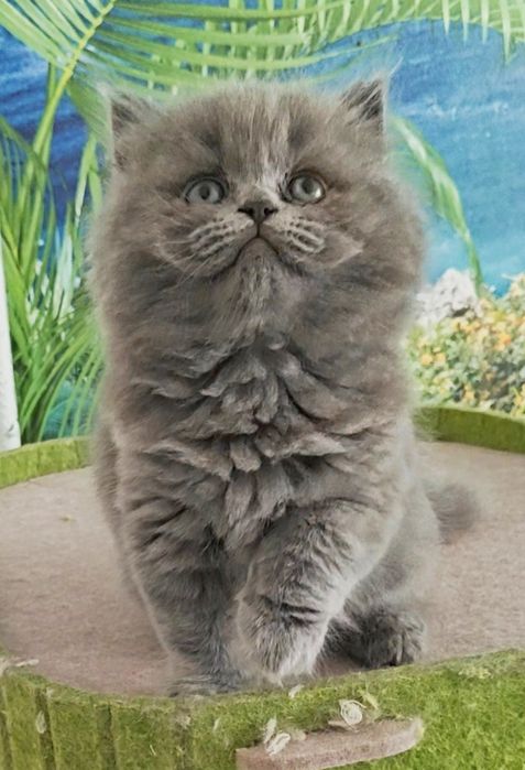 Fêmea British Longhair